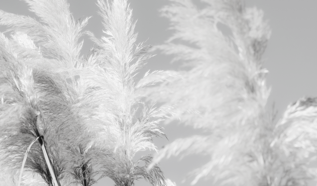 PAMPAS GRASS